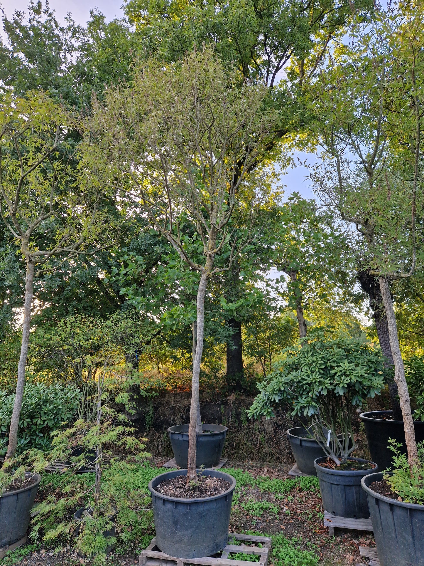 Vitex agnus-castus Latifolia Monnikspeper hoogstam