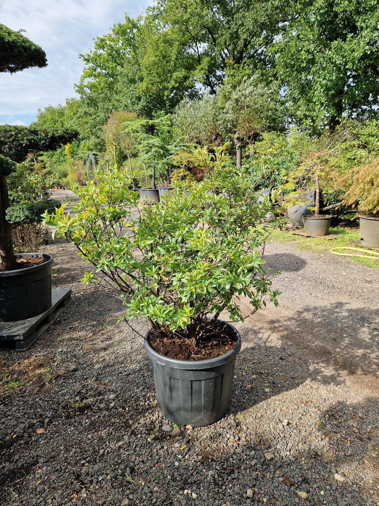 Azalea hybride Cecile XXL roze