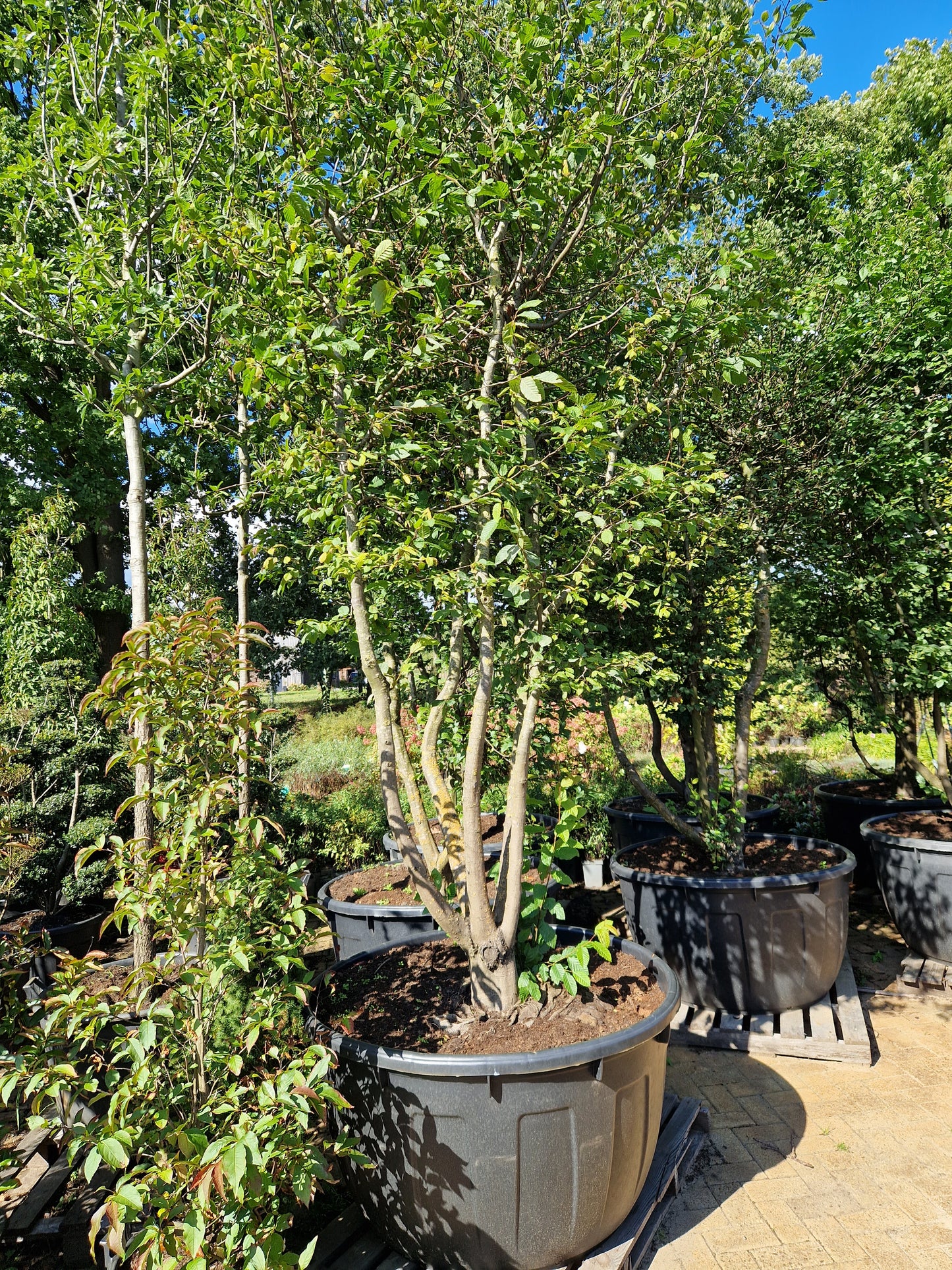 Carpinus betulus meerstammig XXL Beuk 10-15 jaar oud