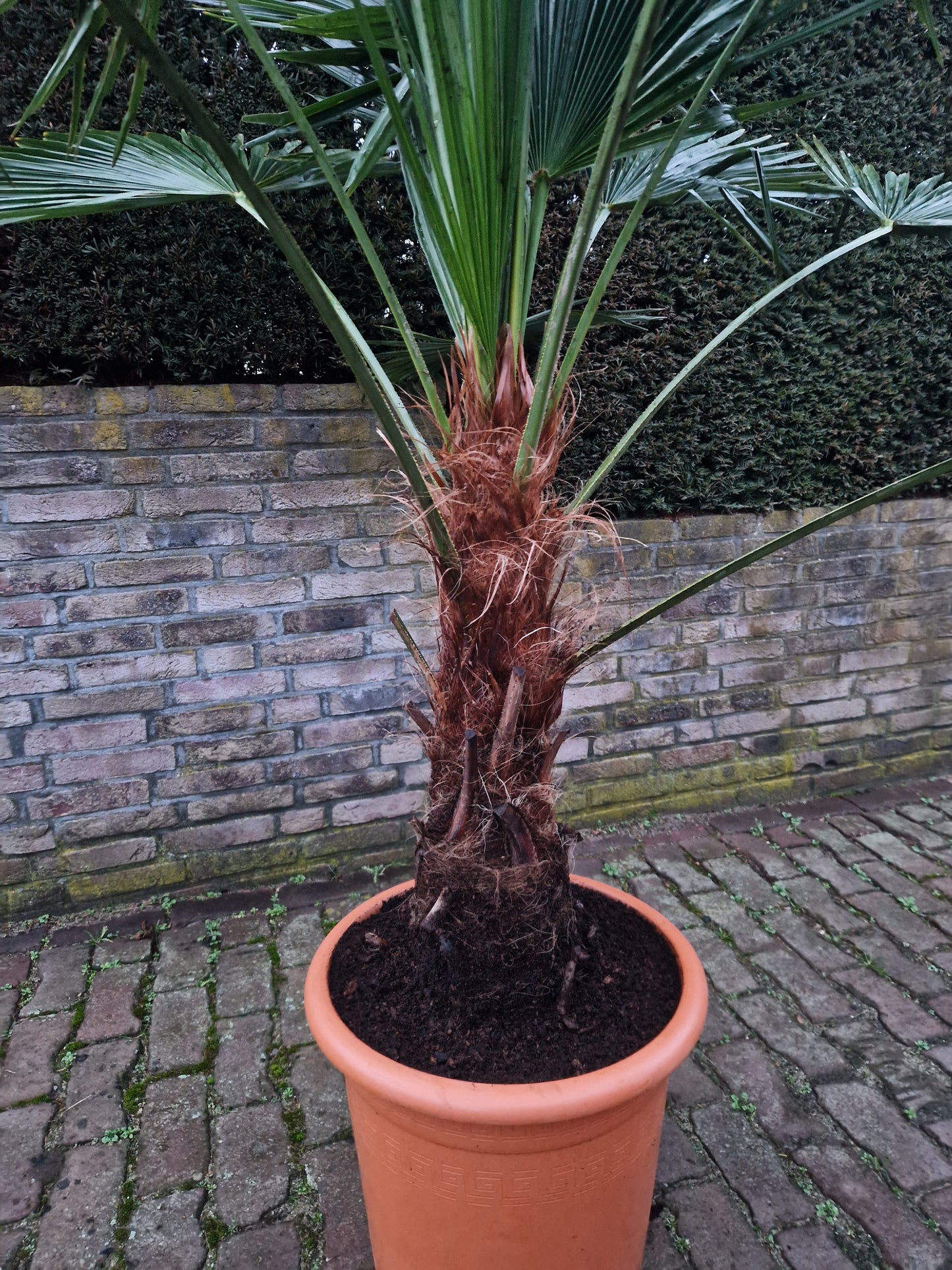 Trachycarpus Fortunei 150-175cm XXL Palm