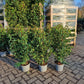 Prunus Lusticanica Angustifolia 80-100cm Portugese Laurier