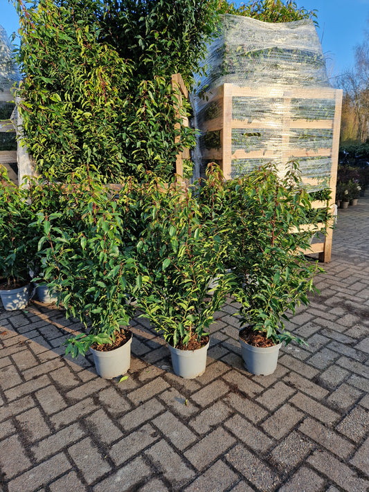 Prunus Lusticanica Angustifolia 80-100cm Portugese Laurier