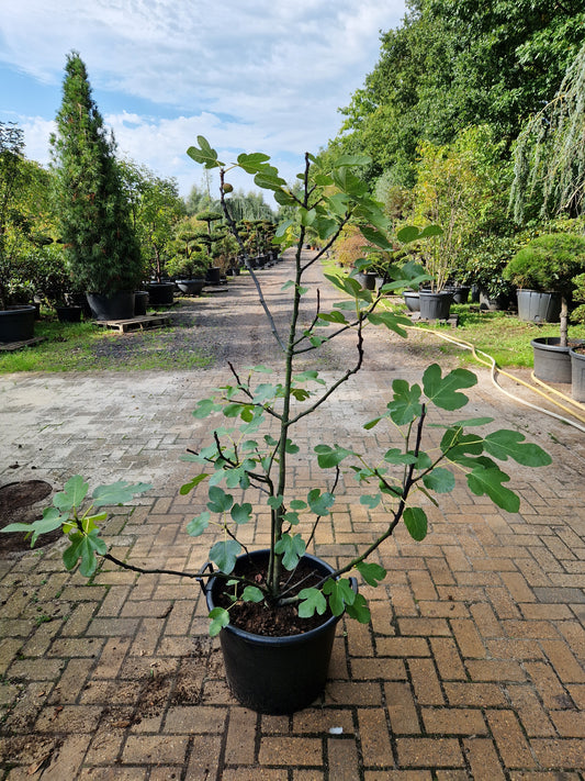 Ficus carica Brown Turkey vijgenboom 150cm