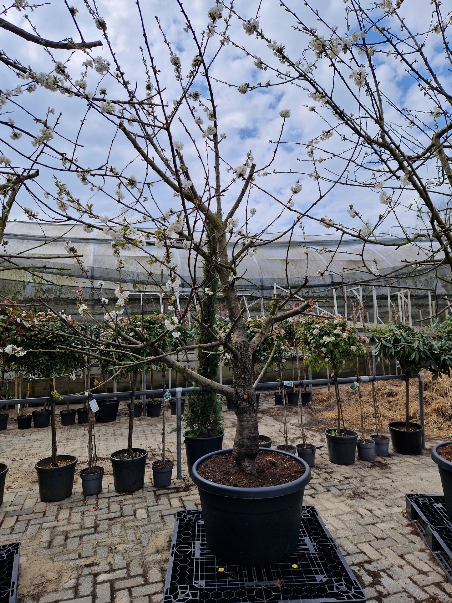 Oude kersenboom Regina