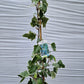 Hedera alg. Gloire de Marengo 160-180cm klimplant