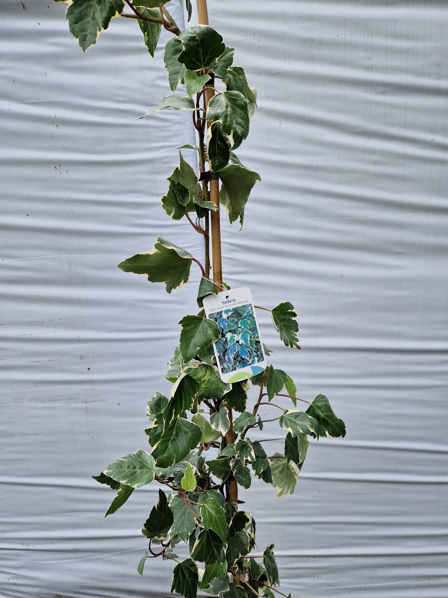Hedera alg. Gloire de Marengo 160-180cm klimplant