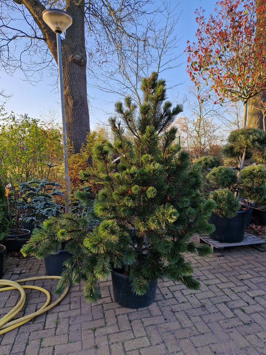 Pinus Leucodermis Heldreichii Bosnische Pijnboom