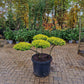 Ilex Crenata Golden Gem bonsai Japanse hulst