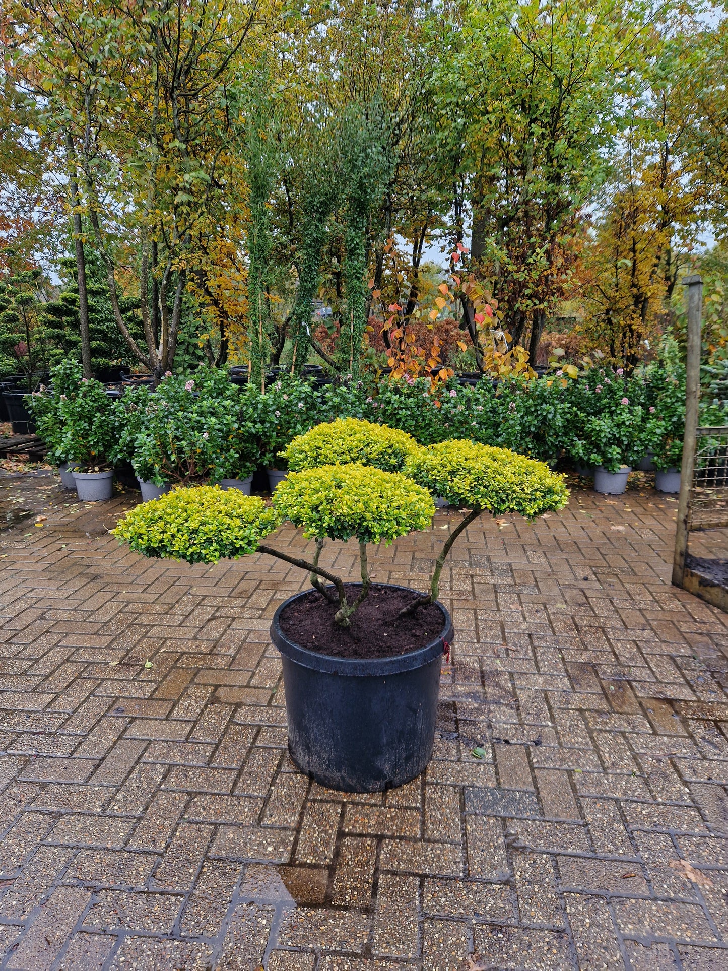 Ilex Crenata Golden Gem bonsai Japanse hulst