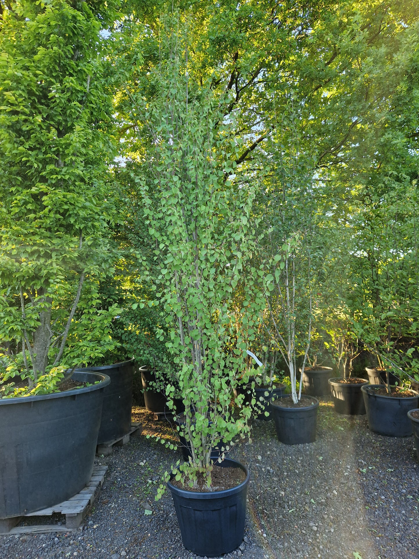 Cercidiphyllum japonicum koekjesboom 350-375cm