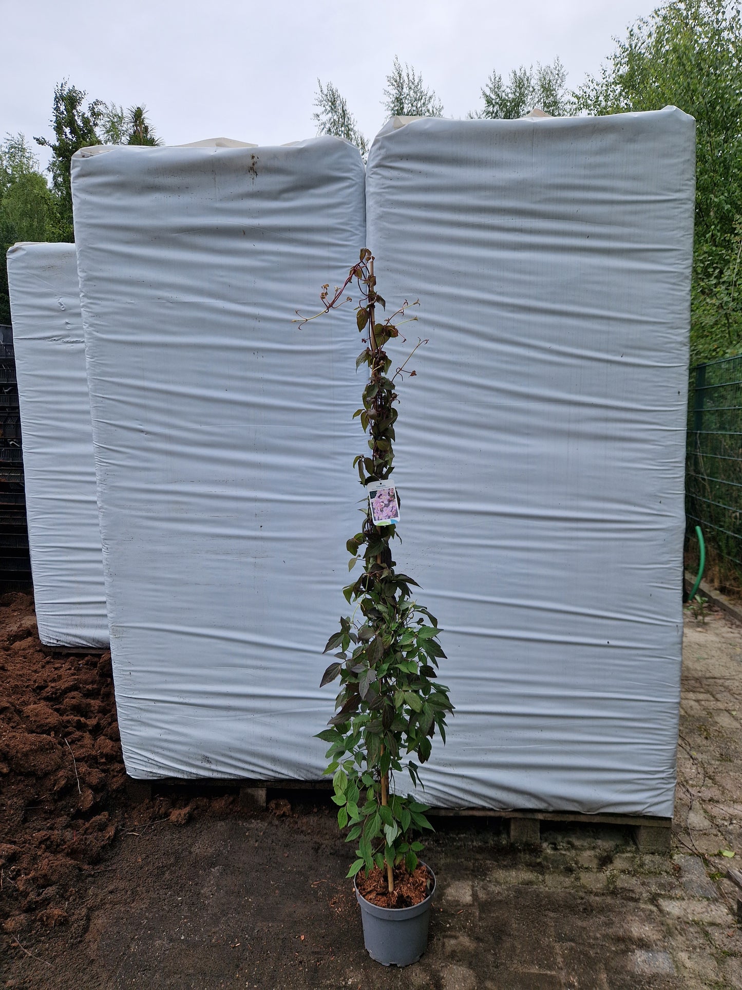 Clematis mont. Mayleen 160-180cm klimplant