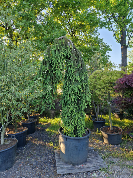 Picea Abies Inversa treurspar