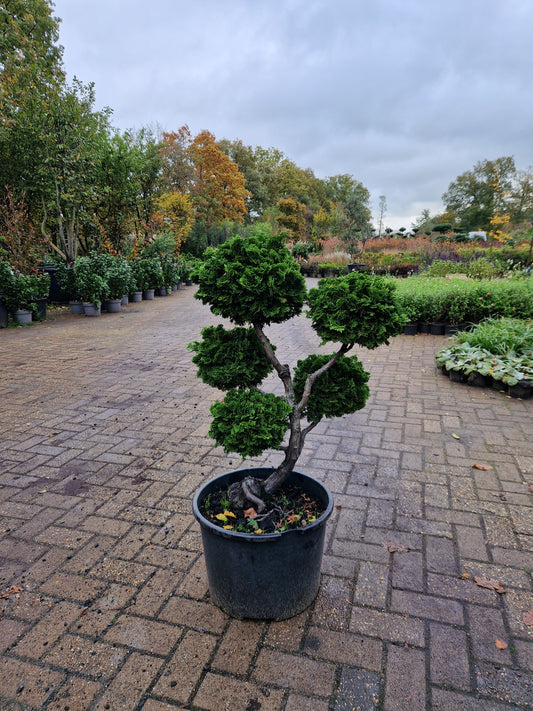 Dwergcypres Chamaecyparis obtusa Nana Gracilis bonsai