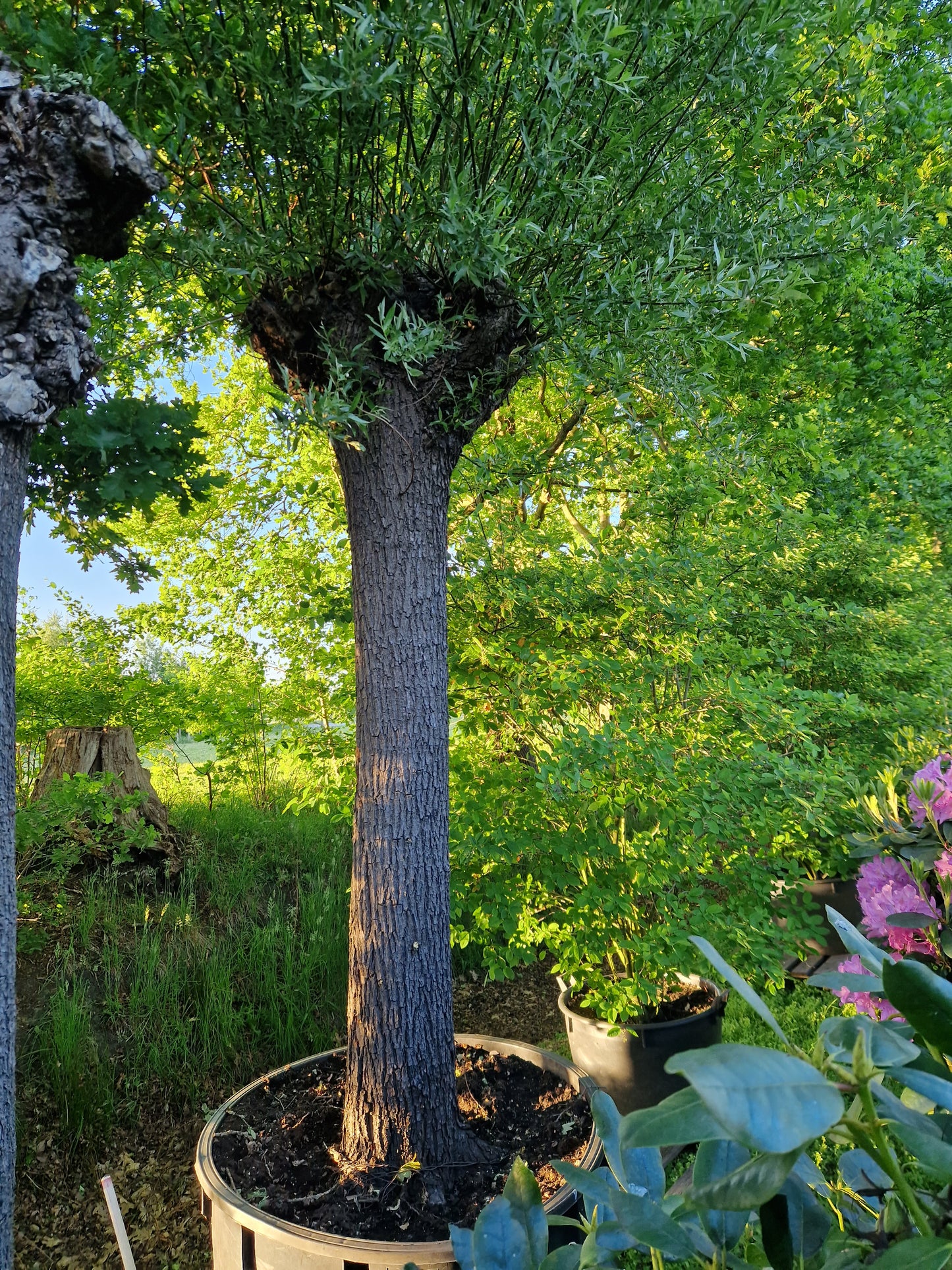 Salix alba Knotwilg XXL 50-60 cm stamomtrek