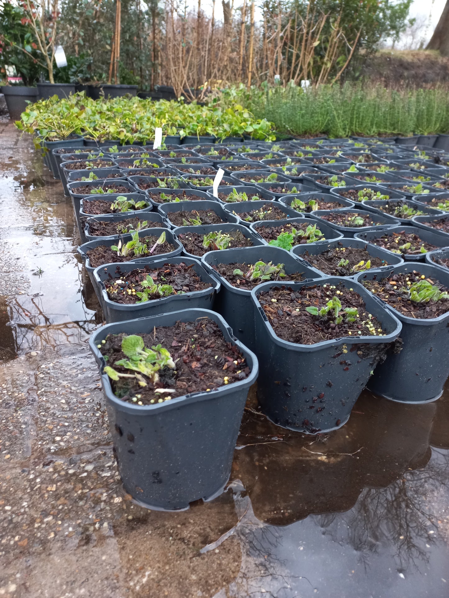 Brunnera macrophylla Jack Frost 2liter