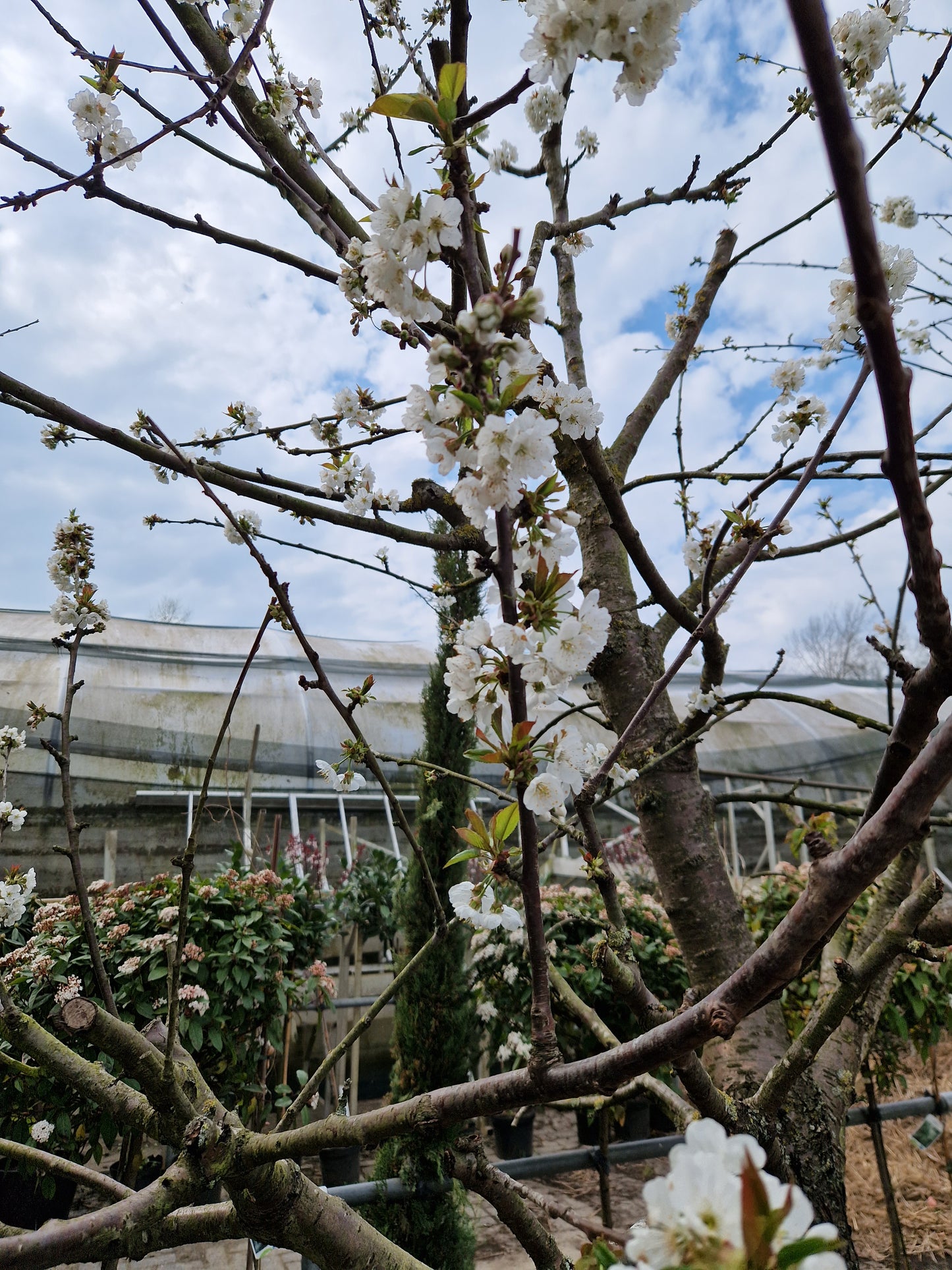 Oude kersenboom Kordia