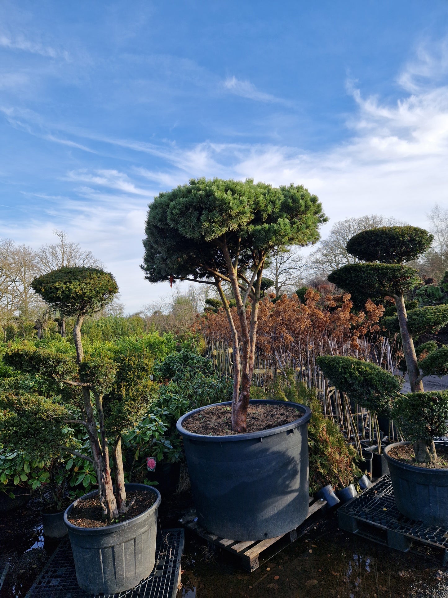 Pinus sylvestris Watereri scherm paraplu