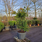 Taxus baccata Dovastoniana 175-200cm