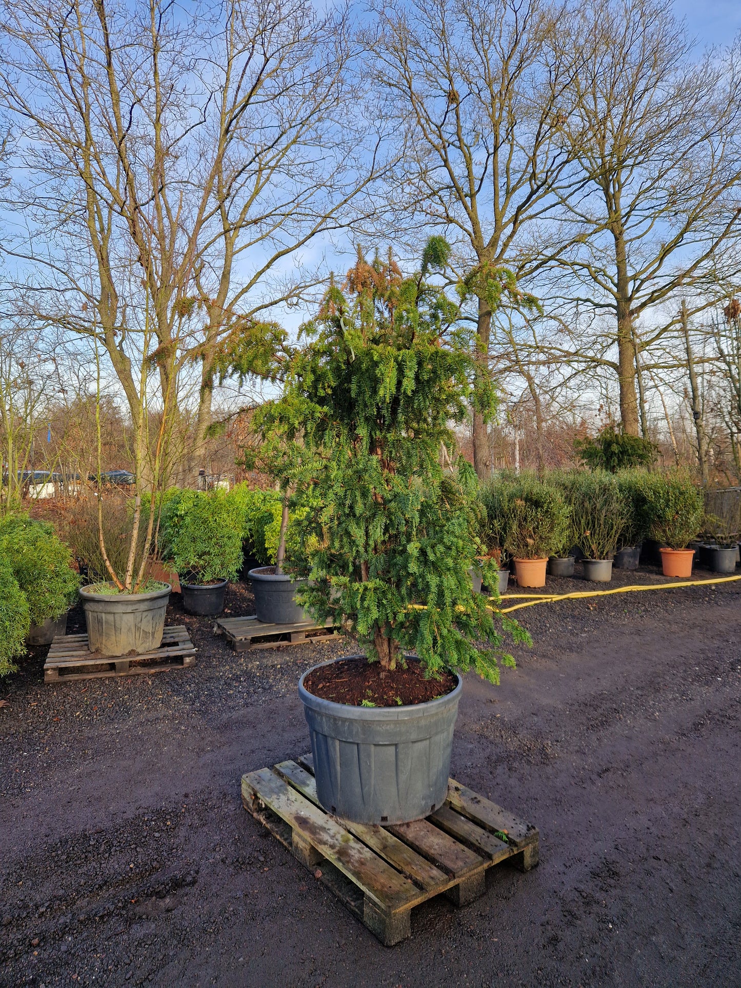 Taxus baccata Dovastoniana 175-200cm