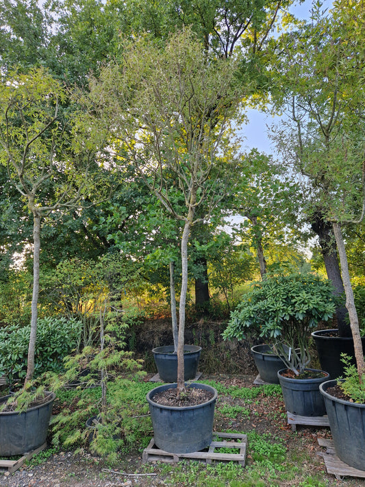 Vitex agnus-castus Latifolia Monnikspeper hoogstam