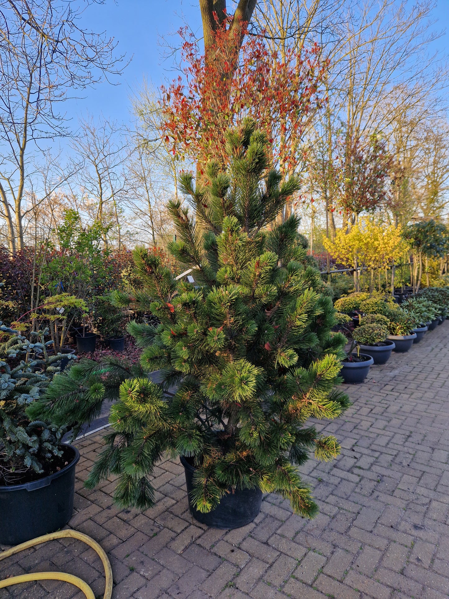 Pinus Leucodermis Heldreichii Bosnische Pijnboom