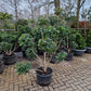 Ligustrum Texanum groenblijvende liguster bonsai pompon
