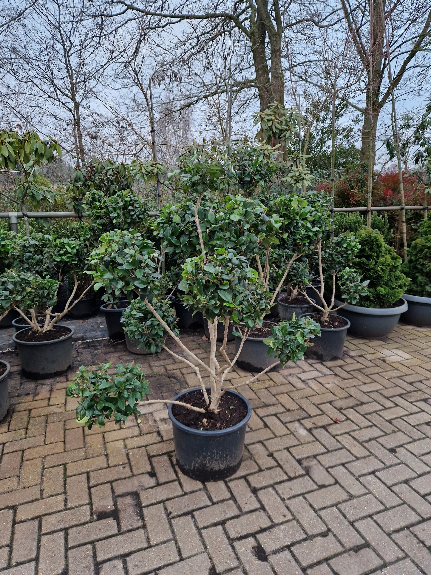 Ligustrum Texanum groenblijvende liguster bonsai pompon