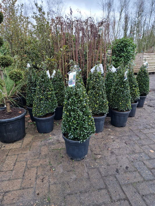 Ilex Crenata Caroline Upright Japanse hulst kegelvorm
