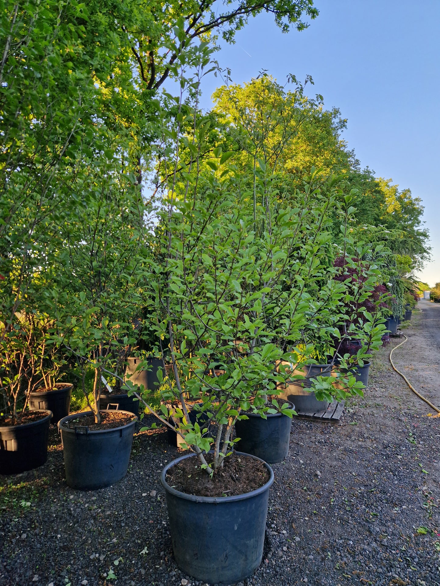 Magnolia soulangeana 200-250cm