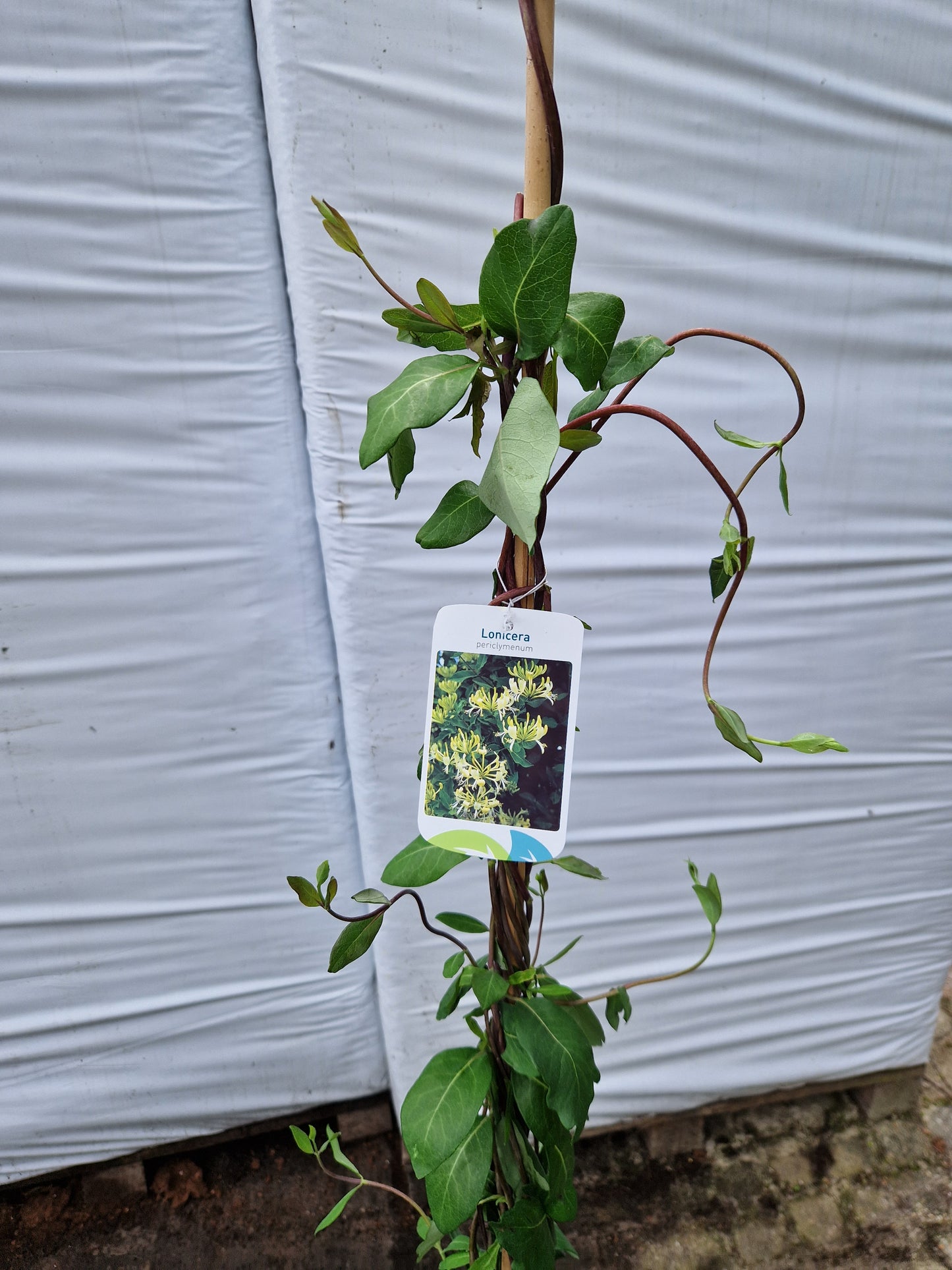Lonicera periclymenum Kamperfoelie 160-180cm klimplant