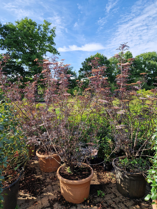 Sambucus Black lace 180-200cm zwarte vlier XXL