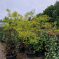 Styphnolobium japonica Honingboom 200-250cm