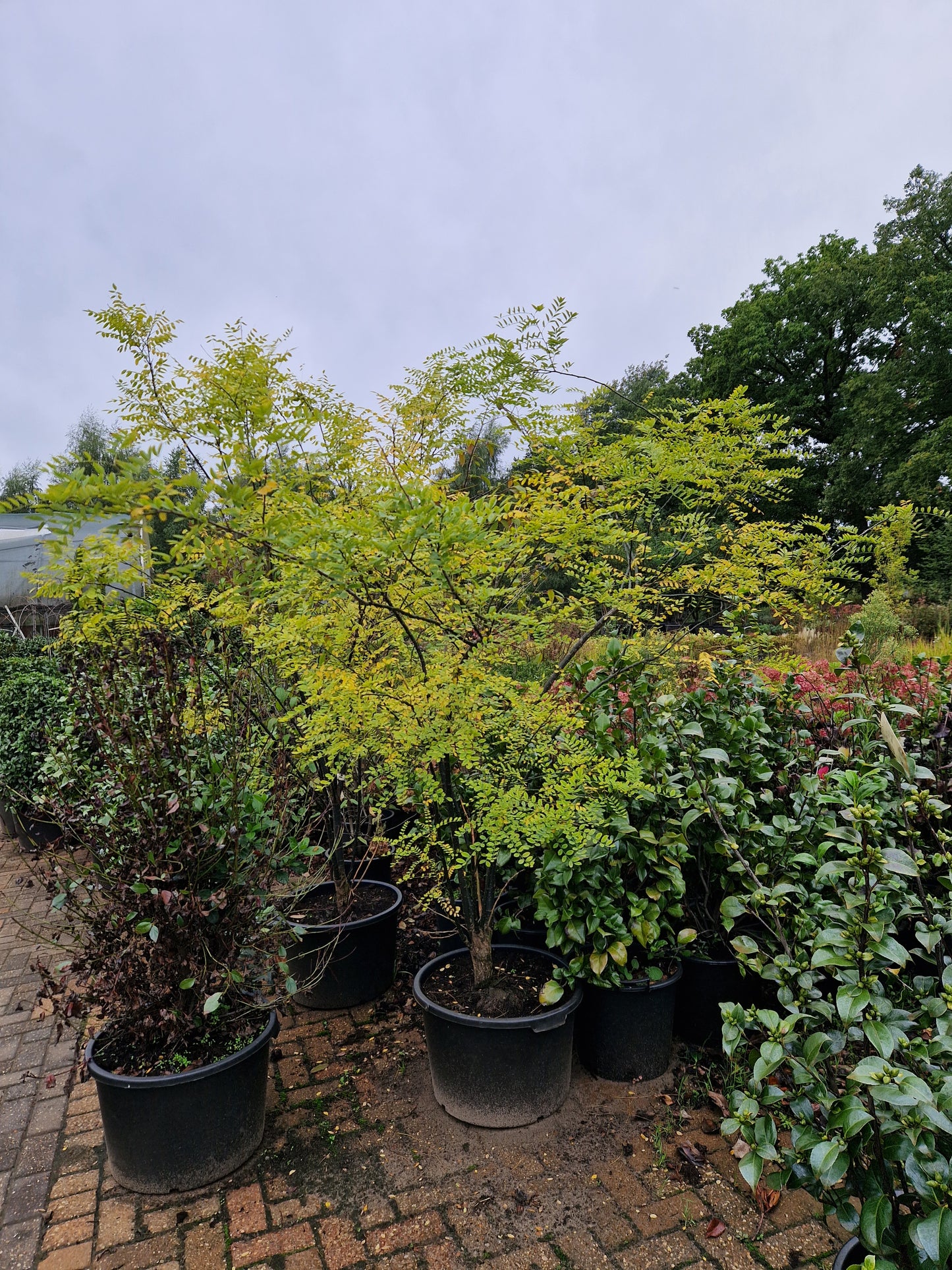 Styphnolobium japonica Honingboom 200-250cm