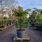 Taxus baccata Dovastoniana 175-200cm