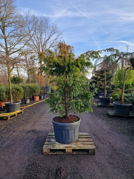 Taxus baccata Dovastoniana 175-200cm
