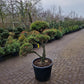 Pinus sylvestris Bonsai 1.1
