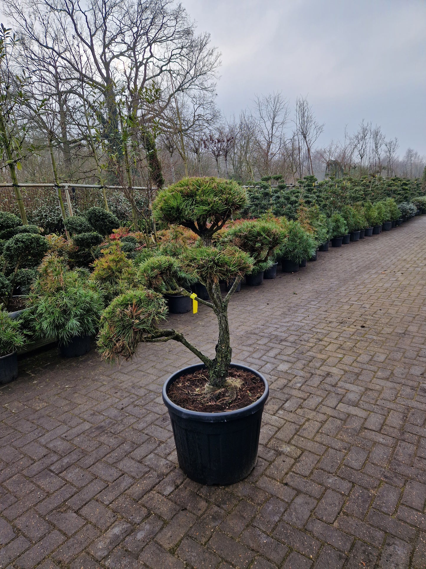 Pinus sylvestris Bonsai 1.1