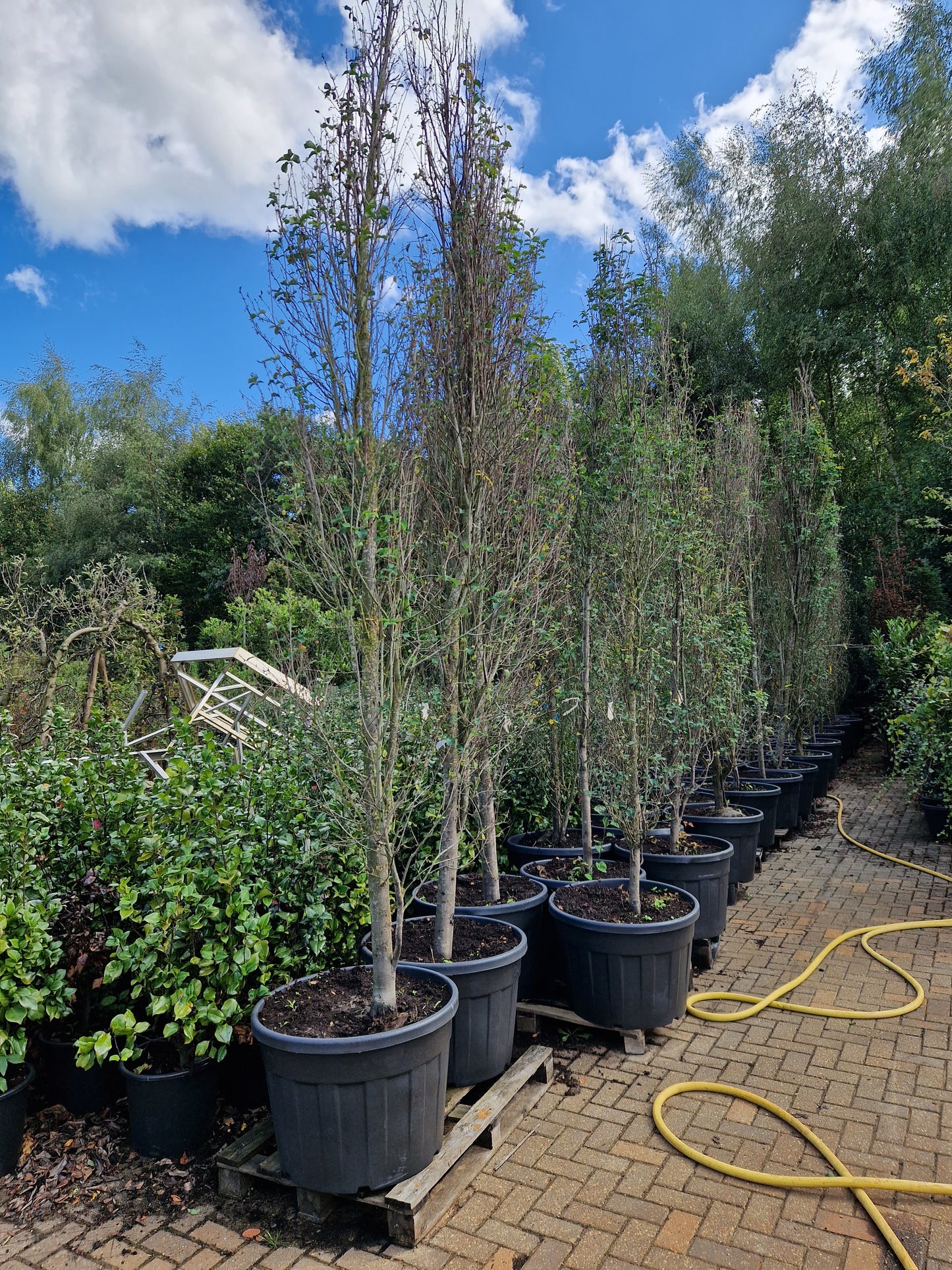 Amelanchier alnifolia Obelisk zuilvormige krentenboom