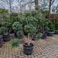 Ligustrum Texanum groenblijvende liguster bonsai pompon