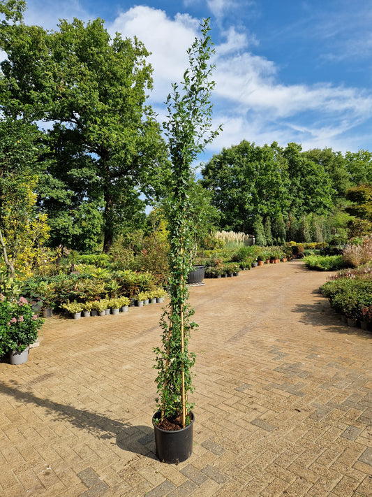 Ceanothus Cascade Klimplant 175cm Amerikaanse Sering XXL