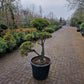 Pinus sylvestris Bonsai 1.1
