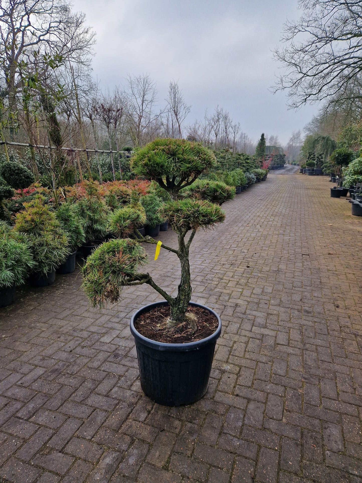 Pinus sylvestris Bonsai 1.1