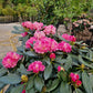 Rhododendron Roze rood Diktstammig 100cm op stam