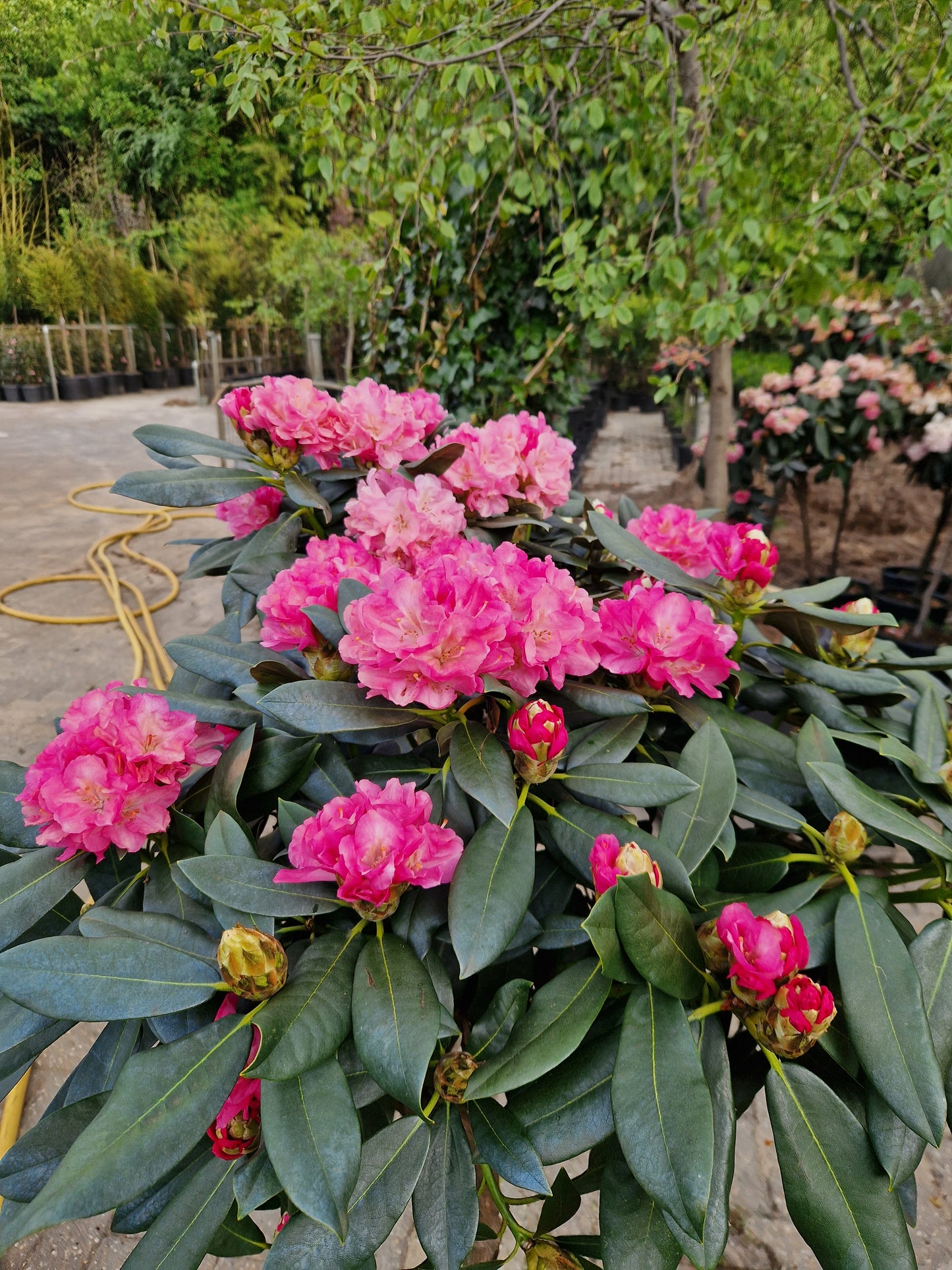 Rhododendron Roze rood Diktstammig 100cm op stam