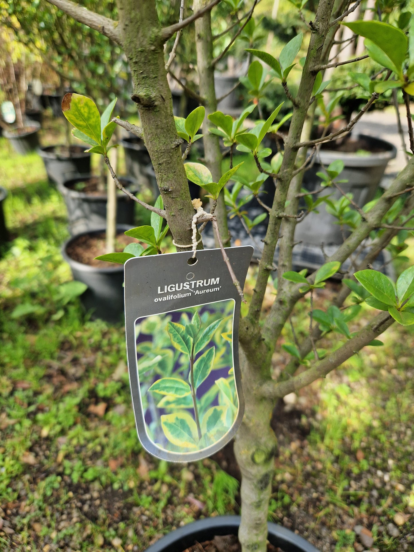 Ligustrum ovalifolium Aureum Liguster op stam 80cm Dikstammig