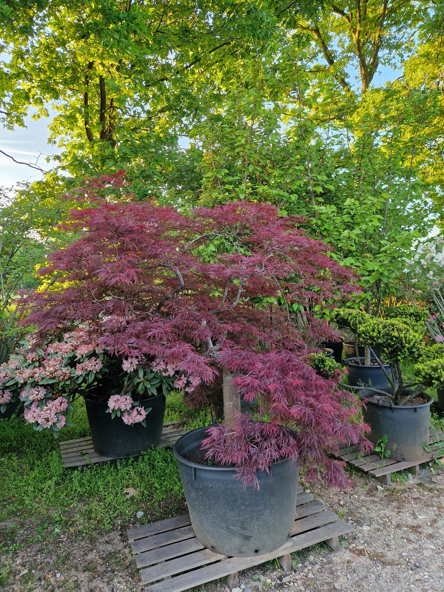 Japanse esdoorn 30 jaar oud