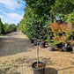 Ilex aquifolium J.C. Van Tol 100cm Hulst op stam 40-50cm Bol