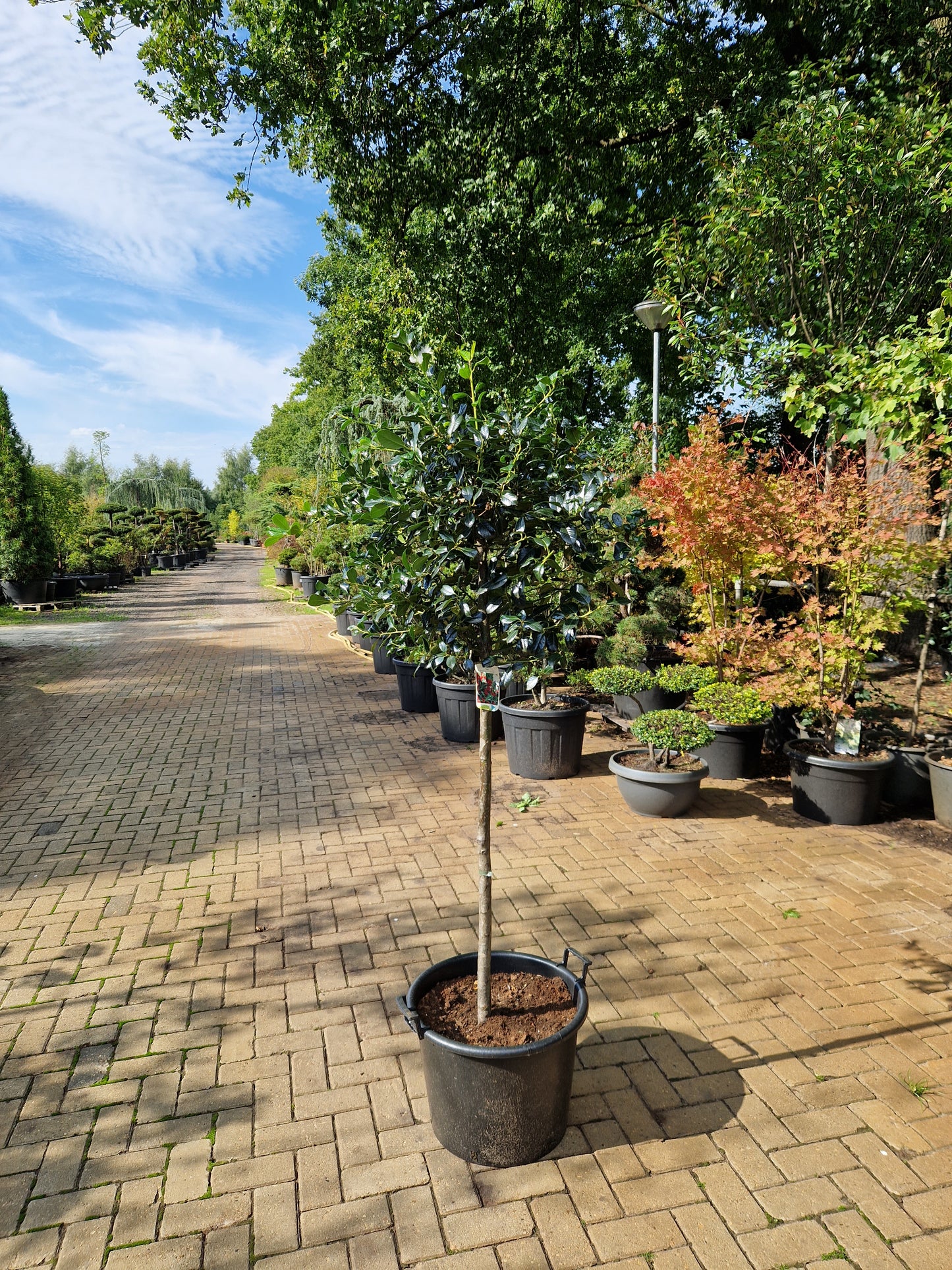 Ilex aquifolium J.C. Van Tol 100cm Hulst op stam 40-50cm Bol