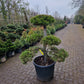 Pinus sylvestris Bonsai 1.3
