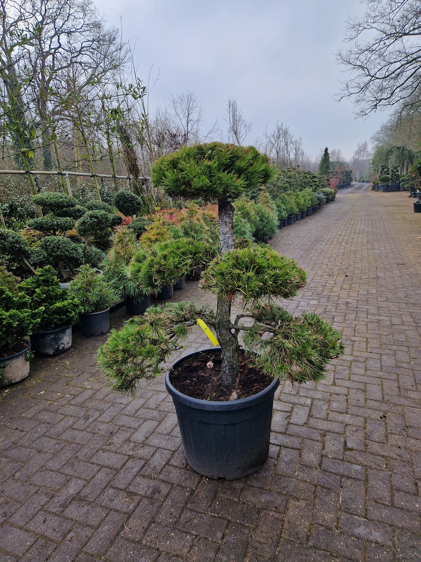 Pinus sylvestris Bonsai 1.3